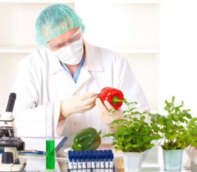 Researcher holding up a GMO vegetable. Genetically modified organism or GEO here transgenic plant is an plant whose genetic material has been altered using genetic engineering techniques known as recombinant DNA technology.